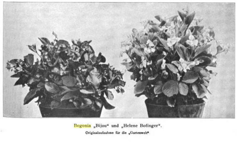 B. ‘Helene Bofinger’